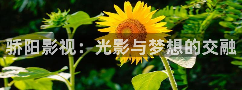 麻豆影院三区：骄阳影视：光影与梦想的交融